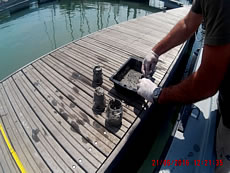 Analisi Fanghi Venezia